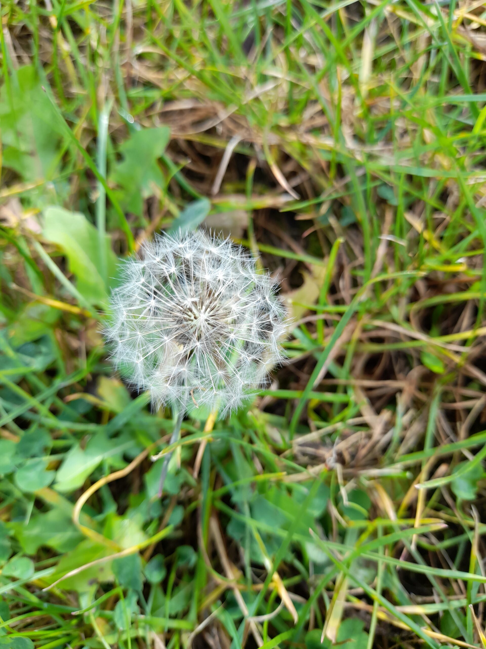 ein einzelner Löwenzahn mit vielen weißen Samen steht auf einer grünen Wiese