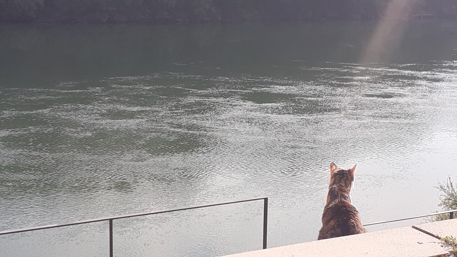 am Flussufer sieht man von hinten eine dreifärbige Katze sitzen, die auf's Wasser blickt