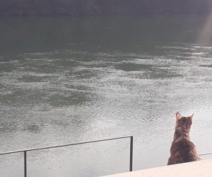 am Flussufer sieht man von hinten eine dreifärbige Katze sitzen, die auf's Wasser blickt